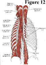 BACK MUSCLE DIAGRAM